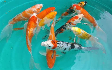 order koi fish